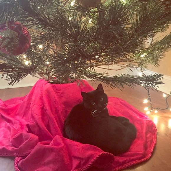 Meet your Posher, Carina - Picture 2 of 2